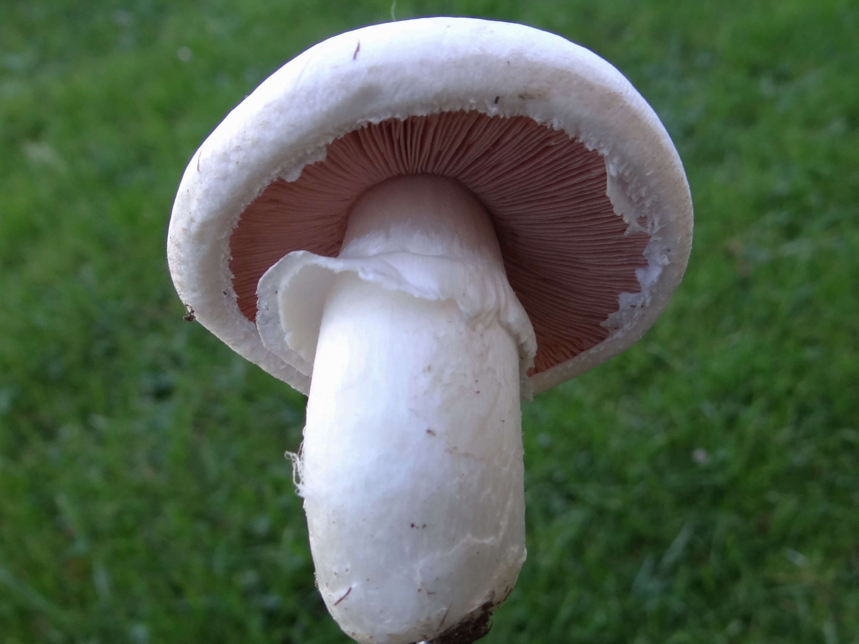 قارچ خوراکی تکمه ای